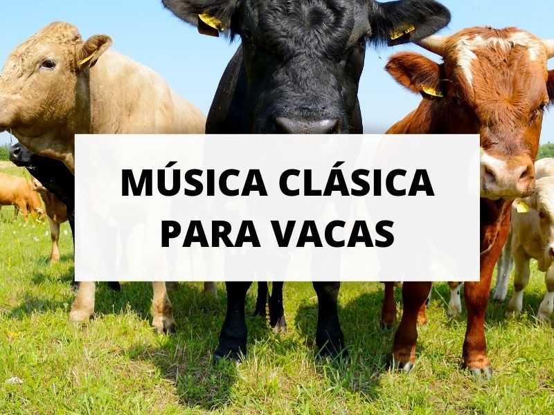 Conciertos de música clásica para vacas en Dinamarca